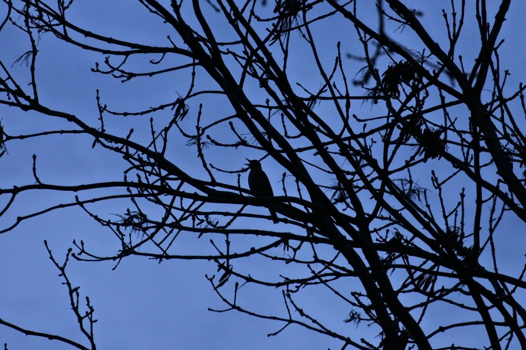 Song Thrush sat in the branches of a tree. Silhouette. Of course.