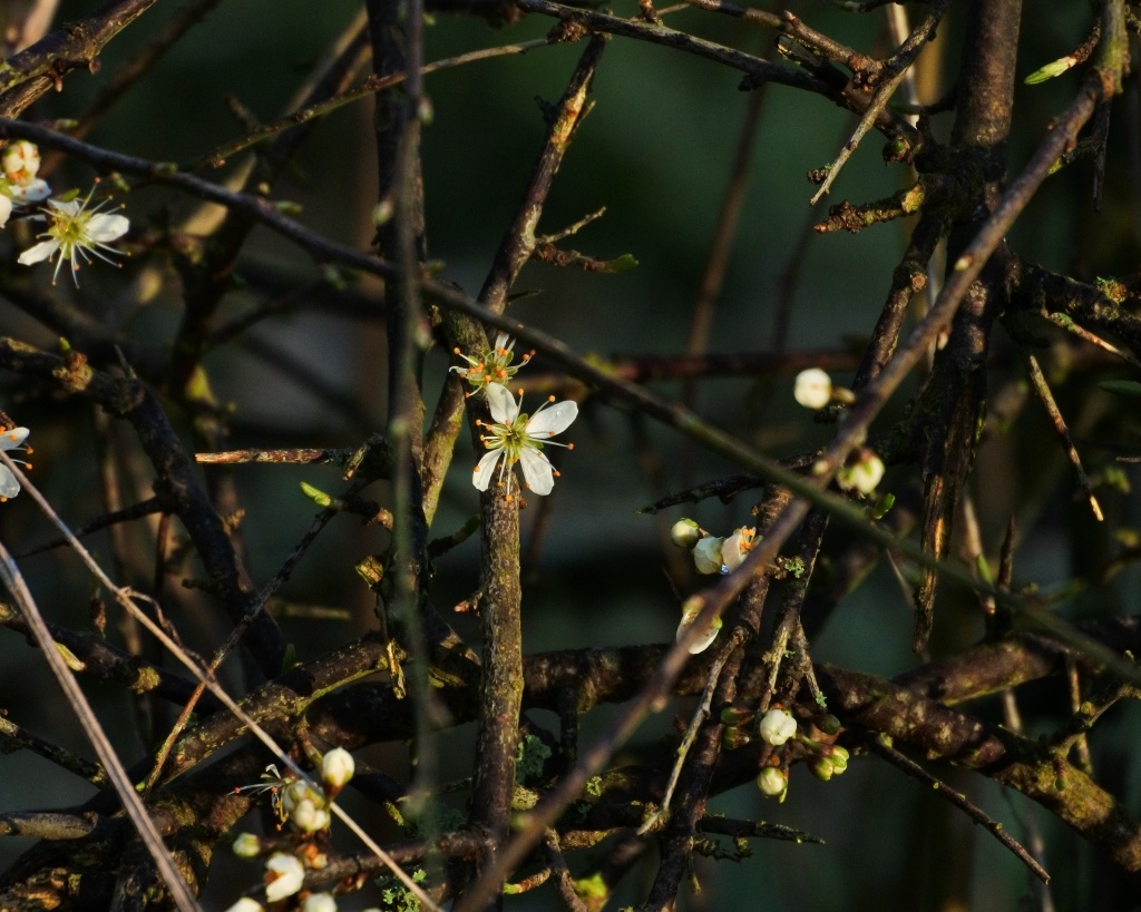 First spring Blackthorn flowers