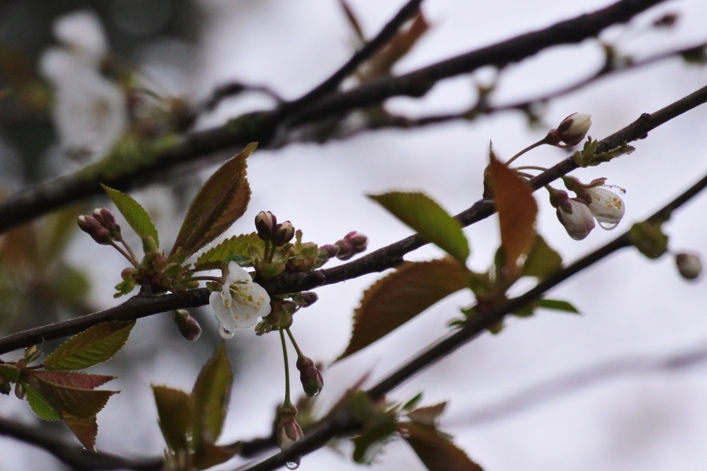 Cherry blossom beaded with rain drops