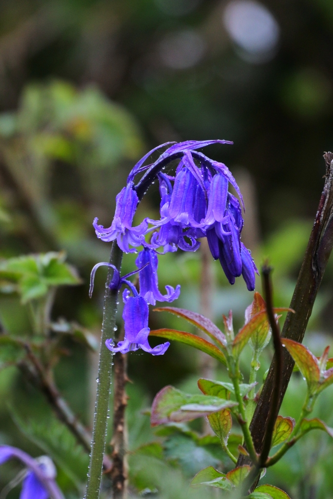 Bluebells damp from morning drizzle.