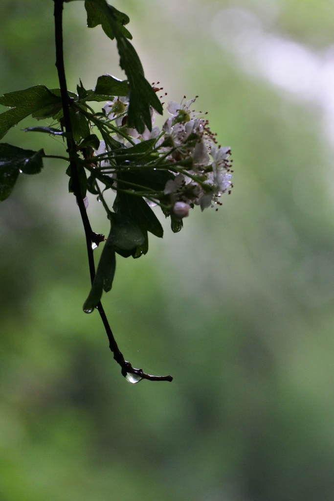 Raindrops pooled at the end of a hawthorn branch.