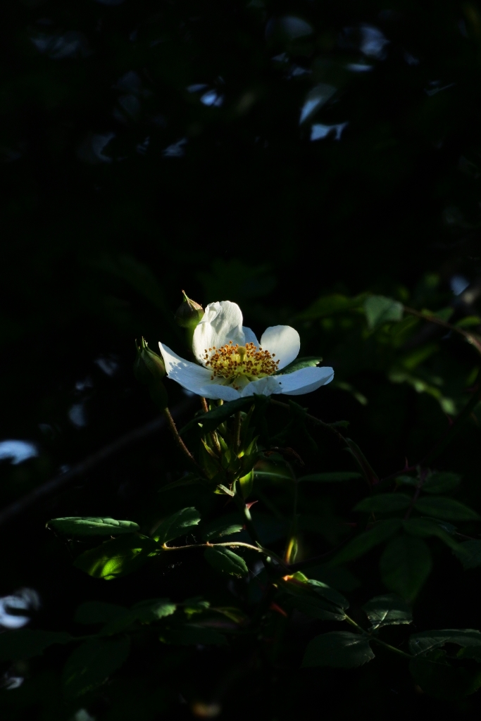 Dog rose catches the light