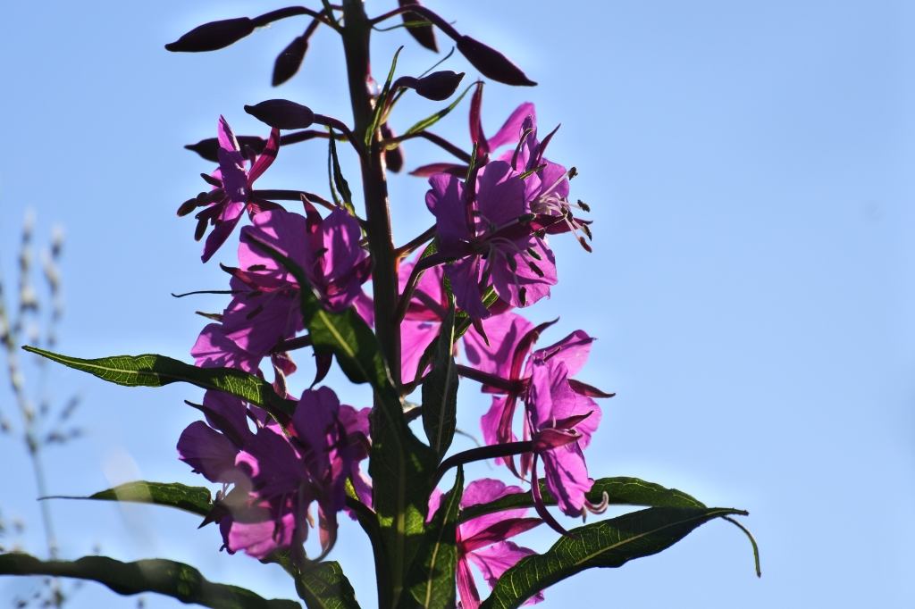 Willowherb in flower against a blue sky